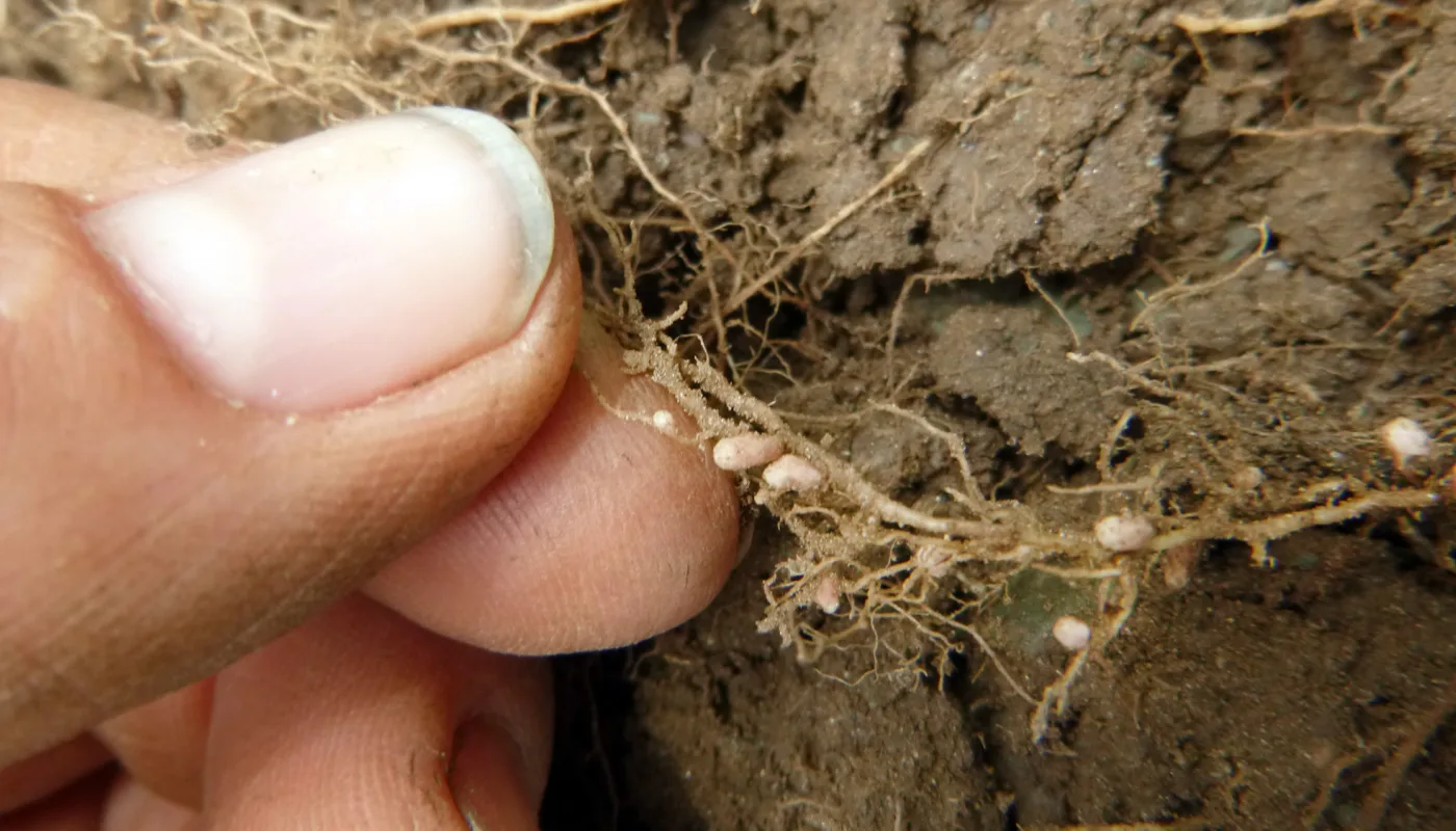 P1040412 Rizobium Foto Rp 1 P1040412 Rizobium Foto Rp 1