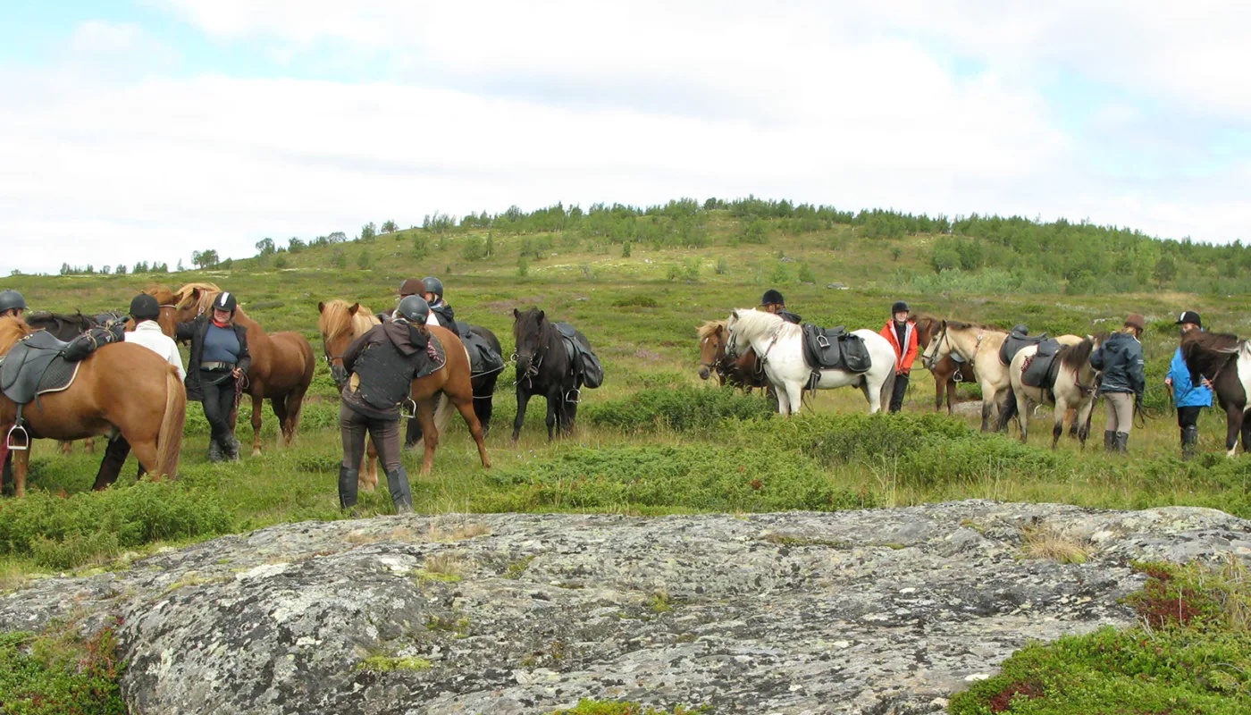 Hest Img 8258 Hest Img 8258 (Foto: Anita Land)