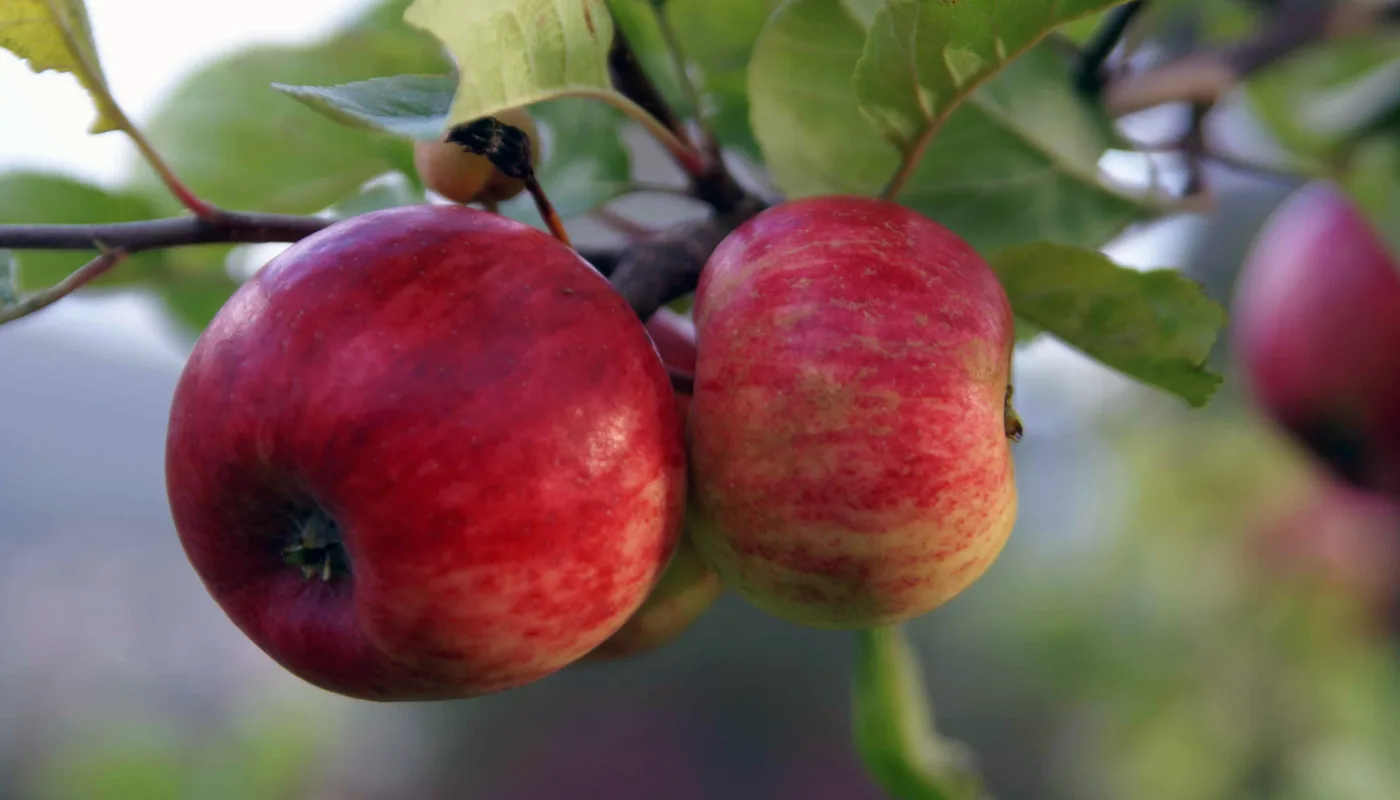 Epler 027 Epler 027 (Foto: Anita Land)