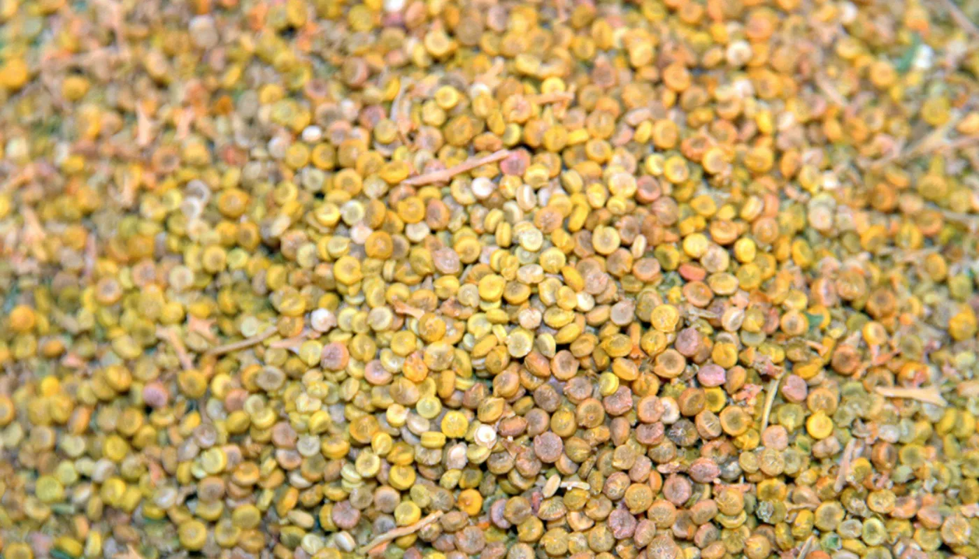 Quina Anita Land 2229 Quina Anita Land 2229