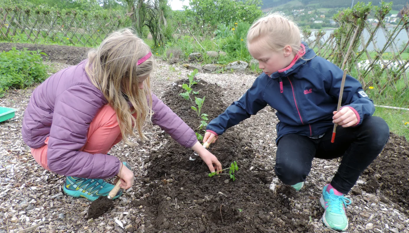 Utplanting Kmc Utplanting Kmc