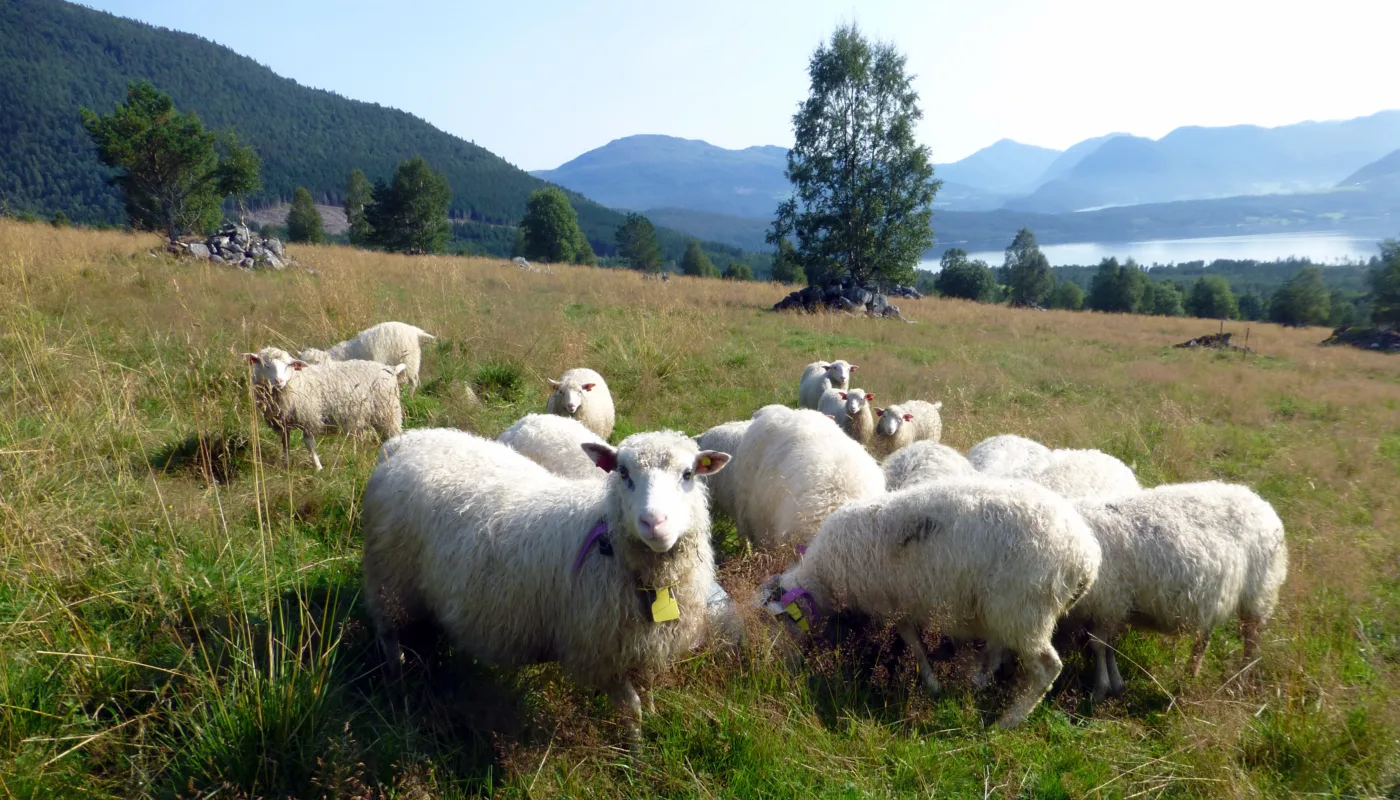 Aug 2014 Foto P Haugnes Slik så forsøksfeltet ut etter reetablering. (Foto: Peggy Haugnes)