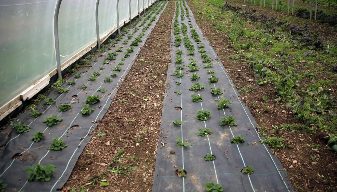 Plastic Mulch Plast er nyttig som jorddekke, men skaper avfallsproblemer hvis den ikke er fullstendig nedbrytbar. For rask nedbrytning gir problemer for den praktiske bruken (Foto: Ulrich Schmutz)