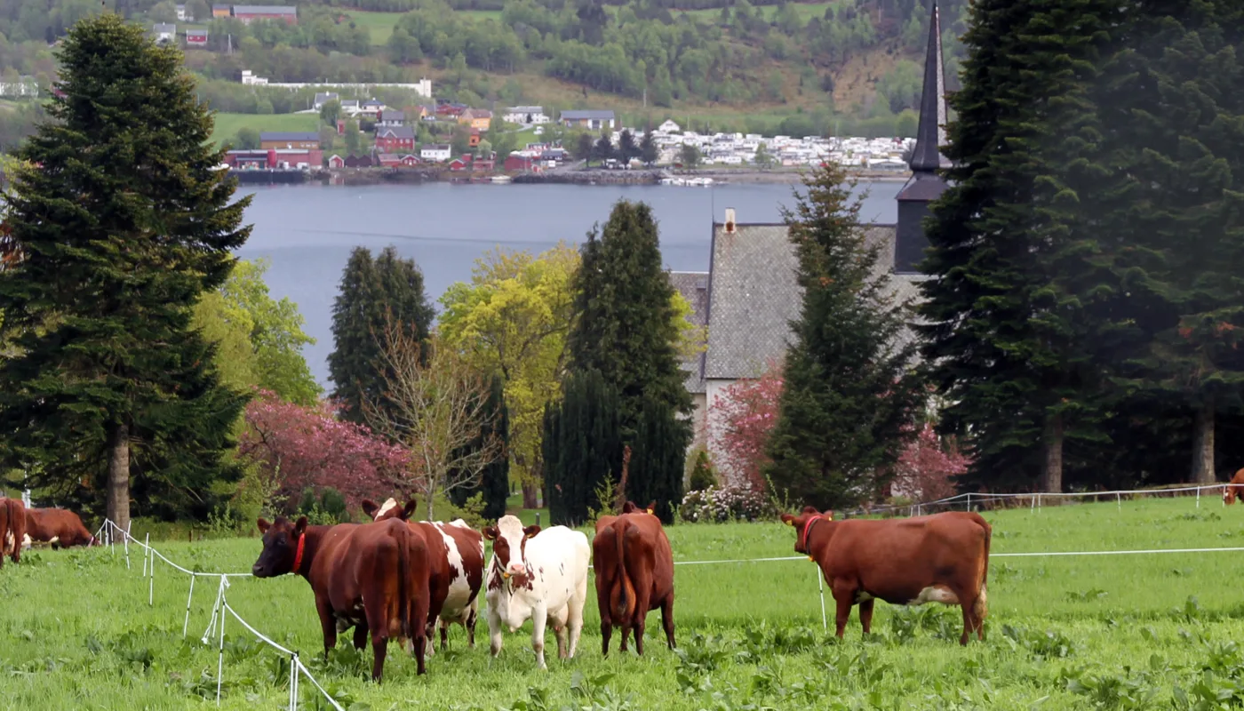 Kyr På Beite Kyr På Beite