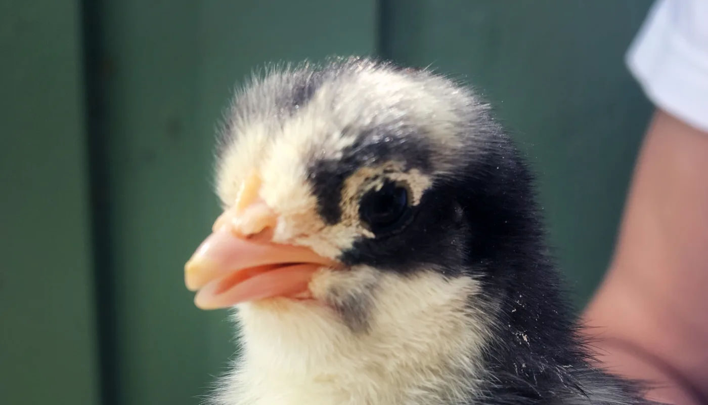 Kylling Foto Anita Land Kylling Foto Anita Land