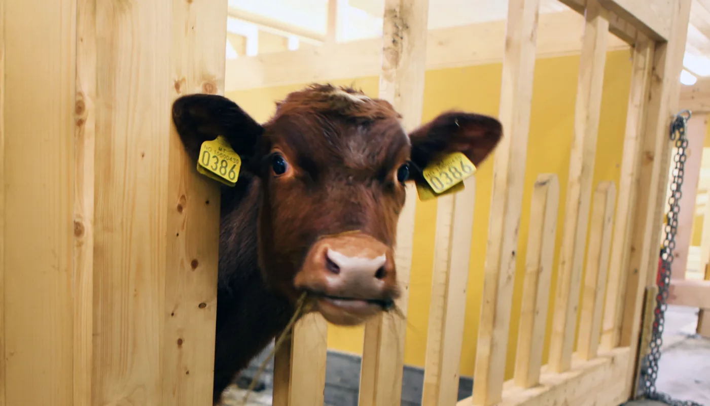 Kalv Foto Anita Land Kalv Foto Anita Land (Foto: Anita Land)