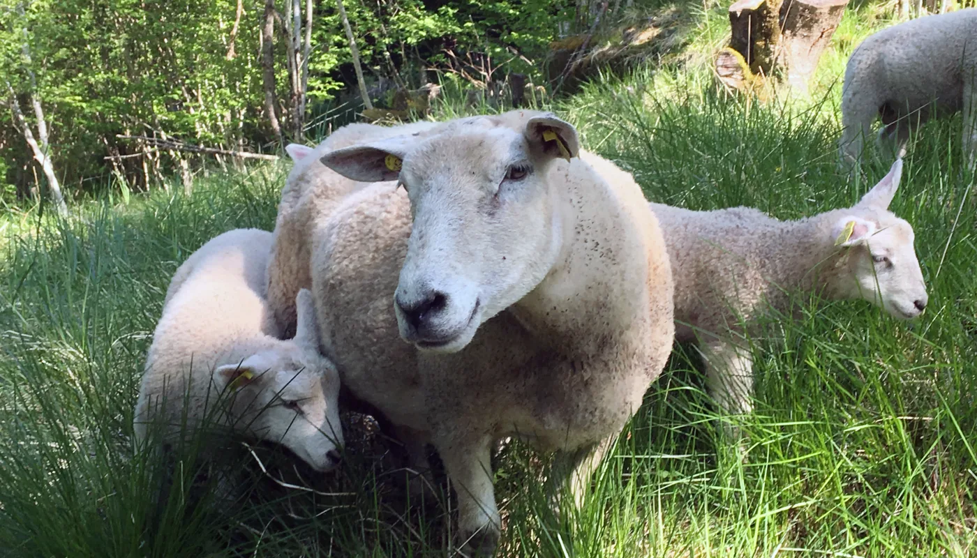 Sau Og Lam Foto Anita Land Dyr på beite er utsatt for snyltere og parasitter. Det trengs nye medisiner siden parasittene utvikler resistens mot midlene som brukes i dag. (Foto: Anita Land)