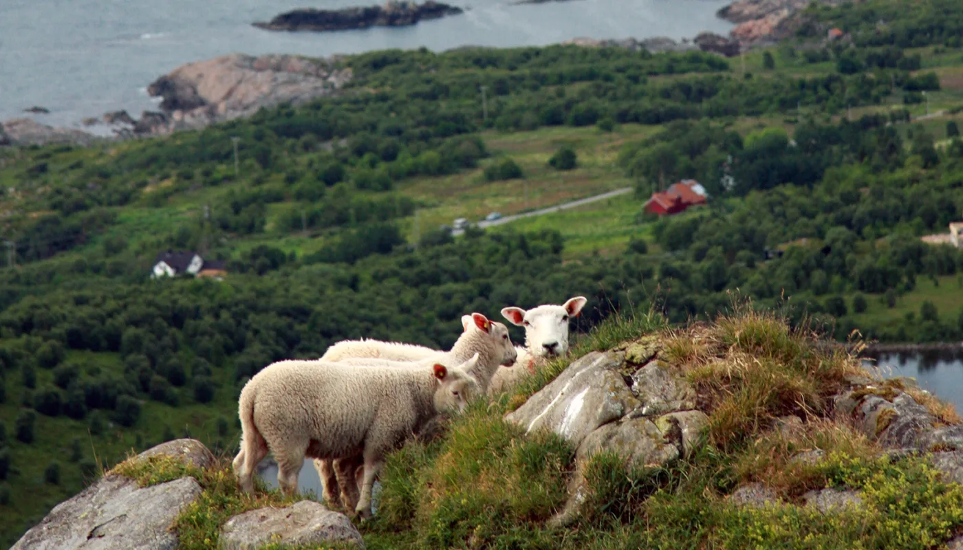 Sau Anita Land 4470 Sau1 Sau Anita Land 4470 Sau1 (Foto: Anita Land)