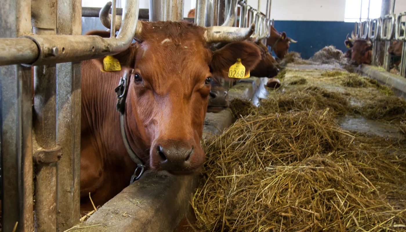 20100928 Anita Land 1362 Fra fjøset på Fokhol gård (Foto: Anita Land)