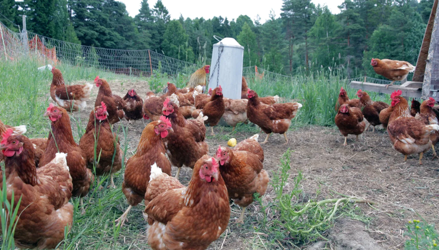 Img 1326 Høner Foto Al Verpehøner (Foto: Anita Land)