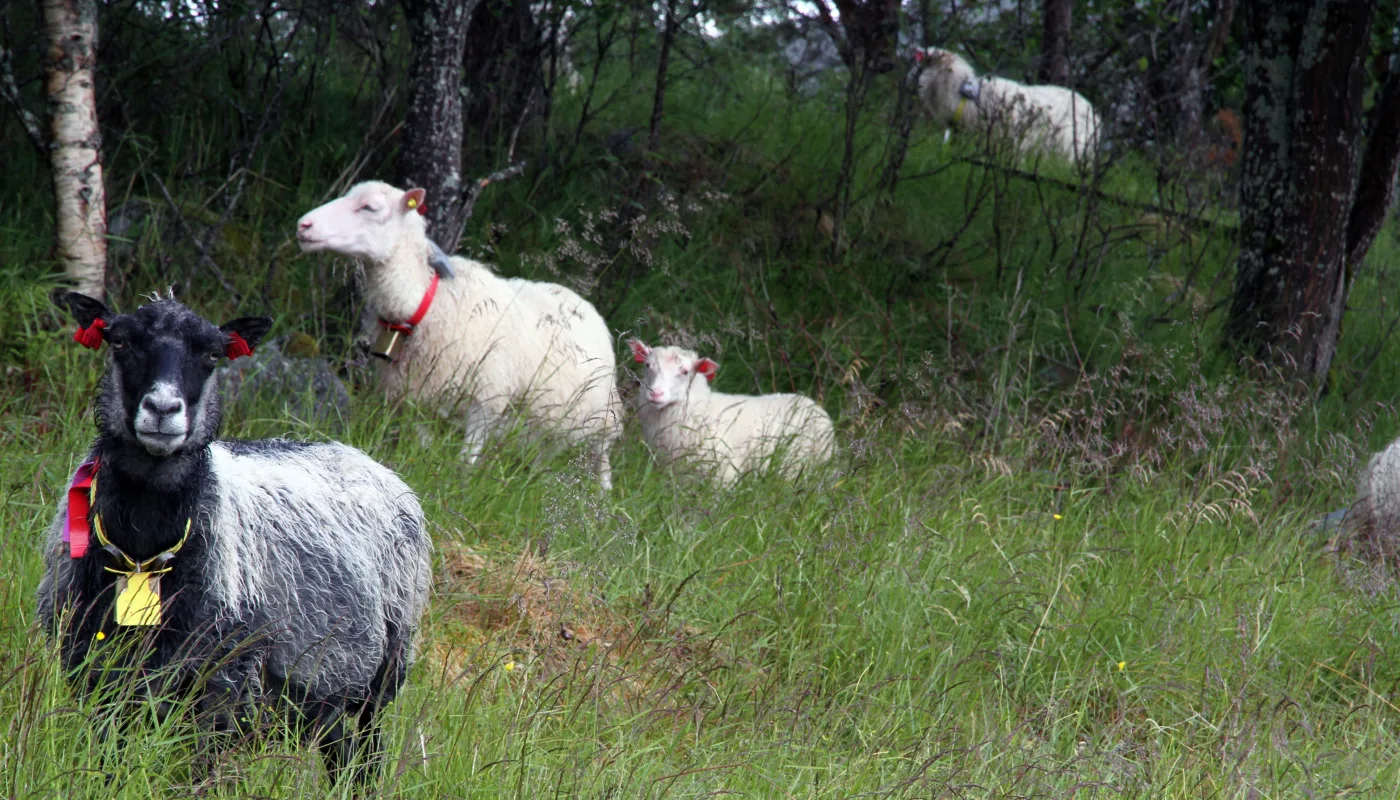 Sau På Beite Foto Anita Land Sau På Beite Foto Anita Land