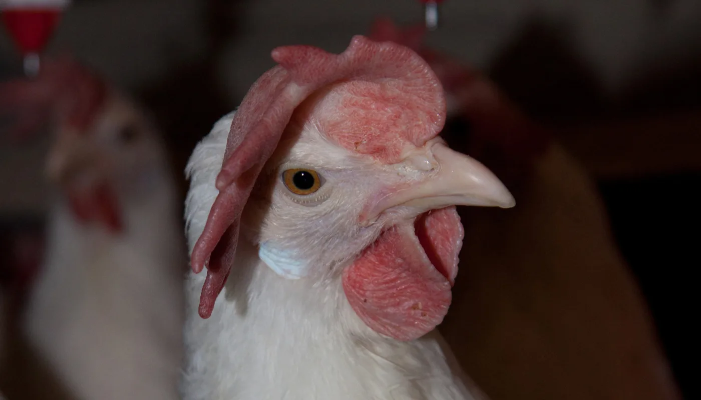 Hone Foto Karianne Fuglerud Ingerø Nfl Hone Foto Karianne Fuglerud Ingerø Nfl (Foto: Karianne Fuglerud Ingerø, NFL)