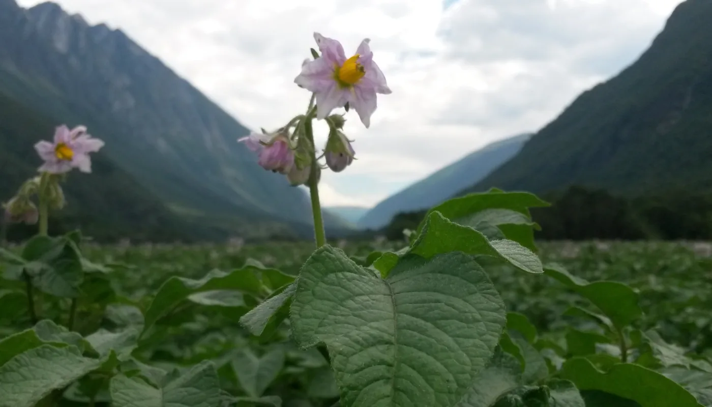 Potet I Sunndal Potet I Sunndal (Foto: Ivar Bakken, Sunndalspotet AS)