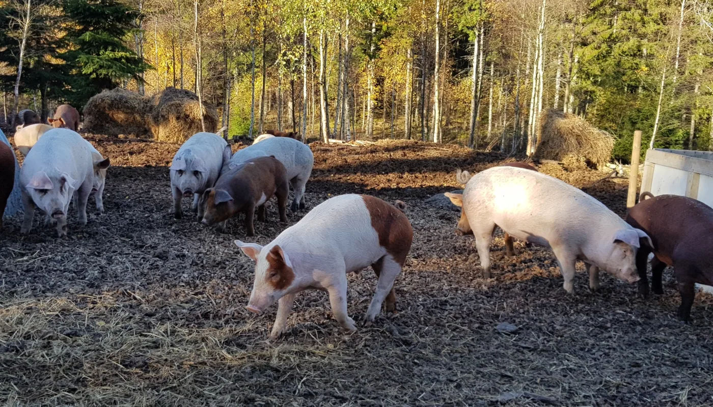 Økologisk Gris Økologisk Gris