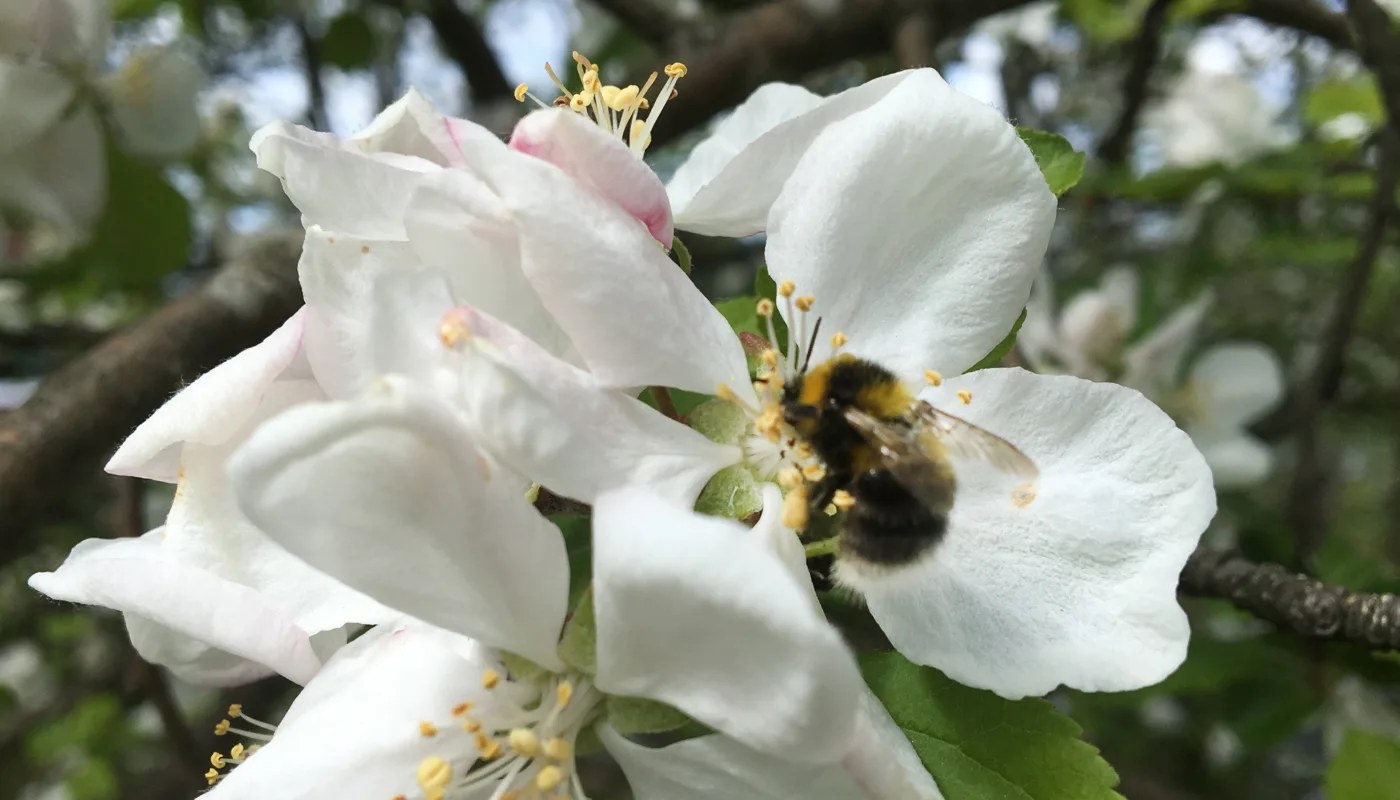 Humle I Plommeblomst Humle I Plommeblomst (Foto: Anita Land)