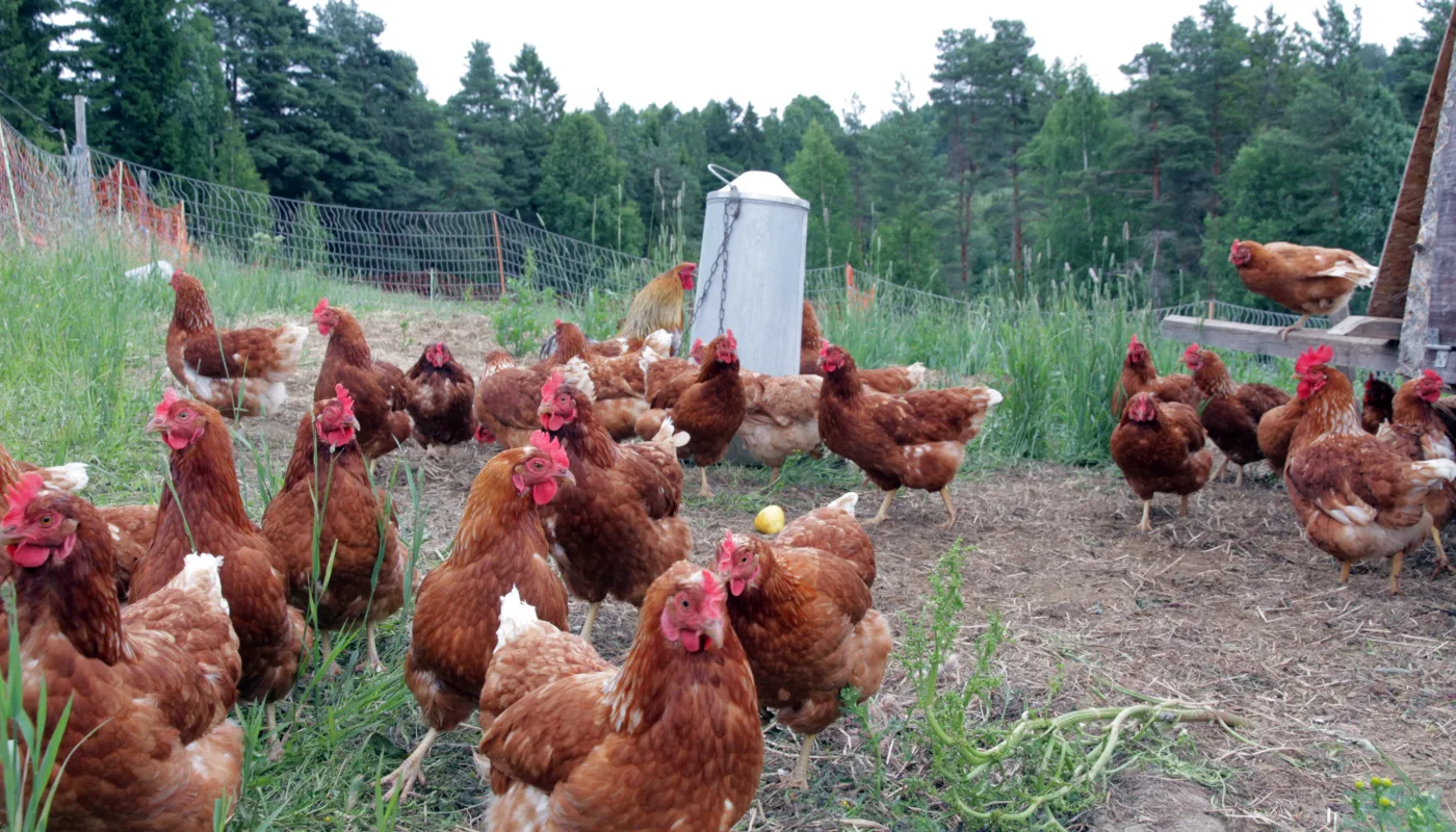 Img 1326 Høner Foto Al Img 1326 Høner Foto Al