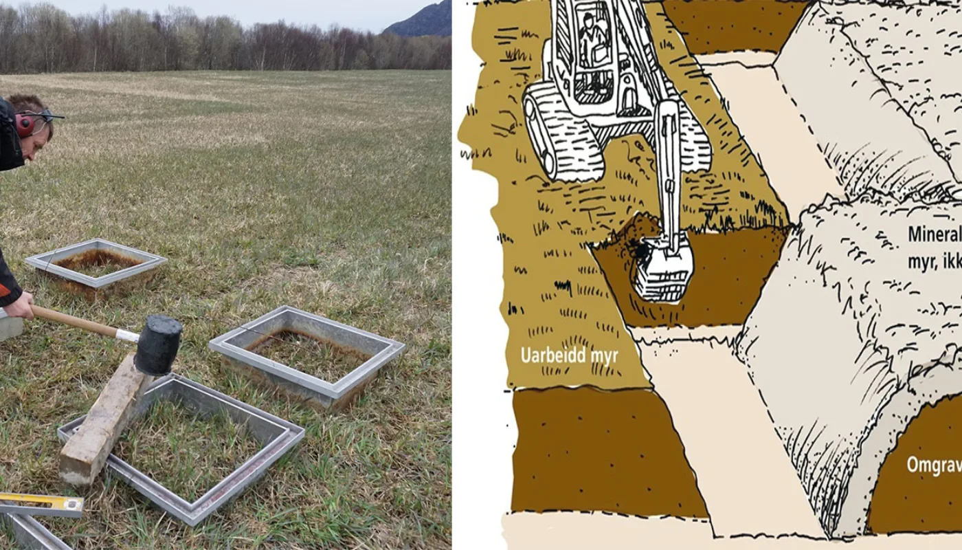 Peatinvert Prosjektbilde Til venstre: Sverre Heggset, Landbruk Nordvest slår ned rammer til måling av utslepp av drivhusgassane metan og lystgass. Til høgre: Skisse for omgraving av myr (Foto: Sissel Hansen. Tekning: Madlen Berent)