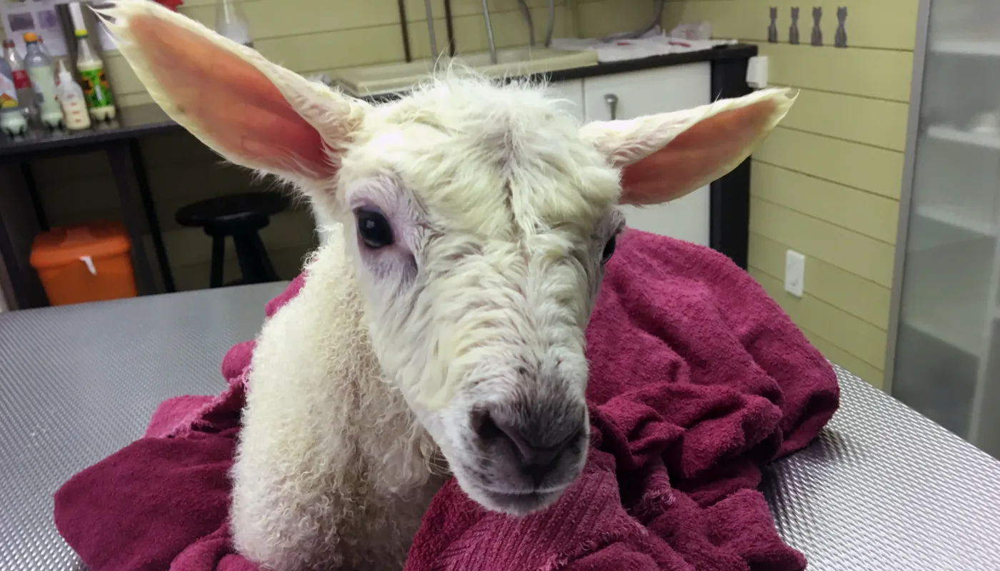 Lam Barkcure Foto Al Lam Barkcure Foto Al (Foto: Anita Land)