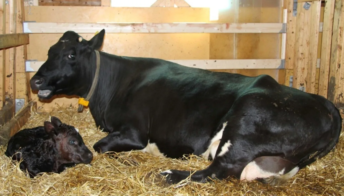 Kukalv Ku og kalv sammen på Tingvoll gard (Foto: Anita Land)