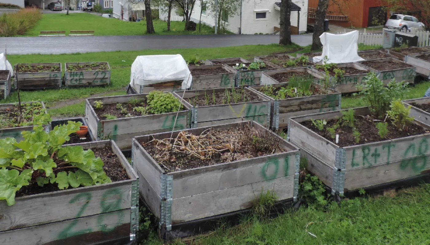 Foto Dyrk Og Spis Fra Dyrk Tromsø (Foto: Kirsty McKinnon)