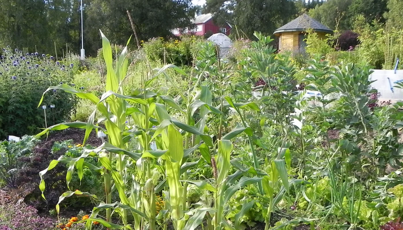 Foto Fagweb Fra Stjernehagen på Tingvoll gard (Foto: Kirsty McKinnon)
