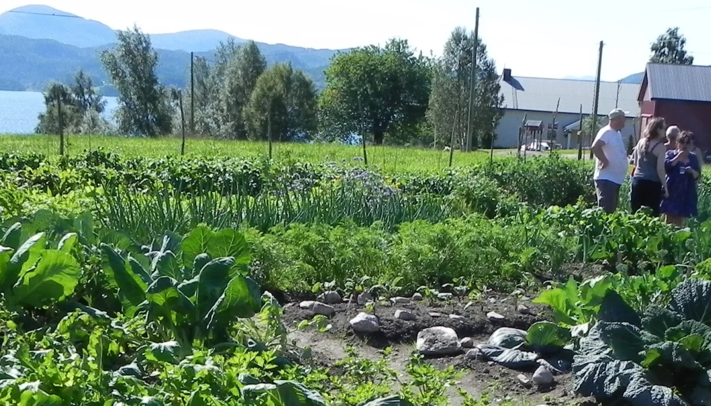 Parsellhage Gyl Fra en parsellhage. (Foto: Kirsty McKinnon)