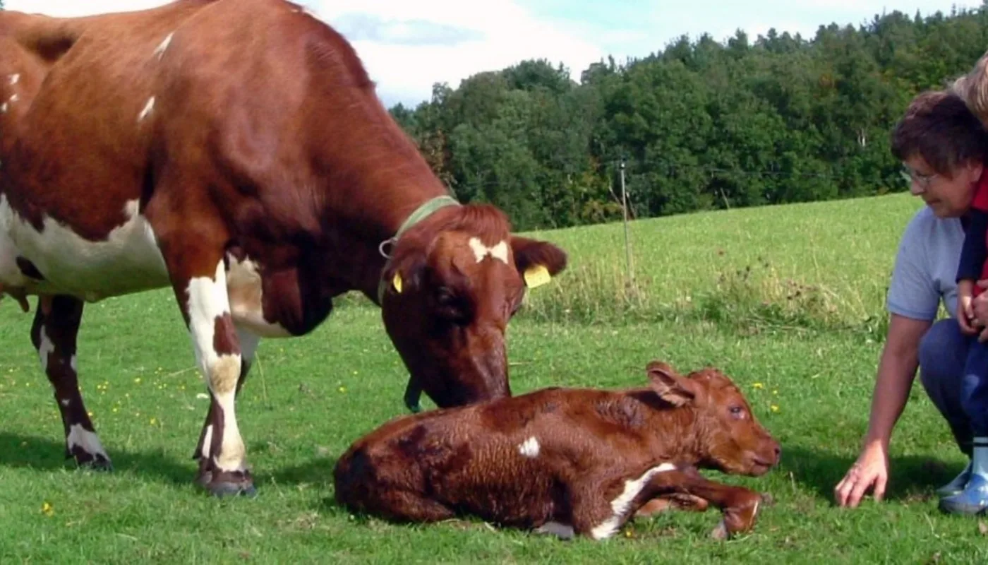 Kukalvute 002 Kalvelykke (Foto: Reidun Pommeresche)