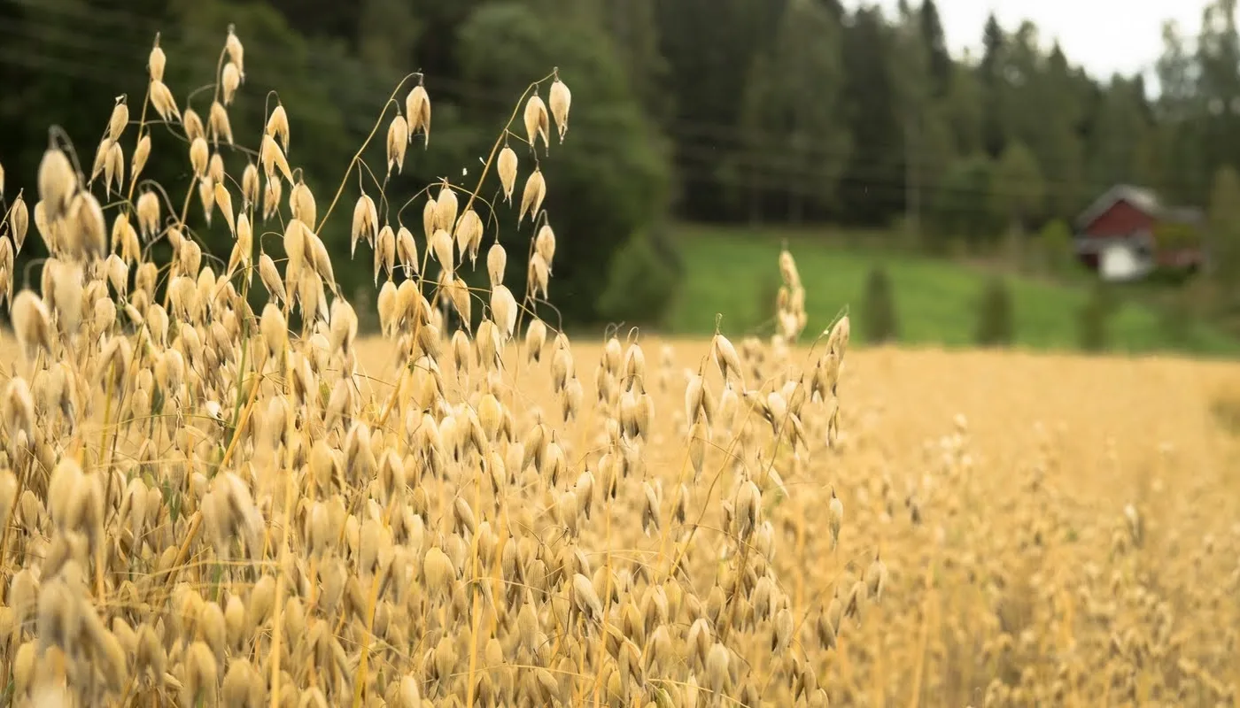 Tresking Av Havre Havre (Foto: Debio)