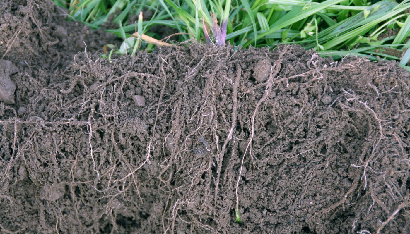 1 Godt Etablert Fangvekst Grynstruktur I Sand 1 Godt Etablert Fangvekst Grynstruktur I Sand (Foto: Reidun Pommereche)