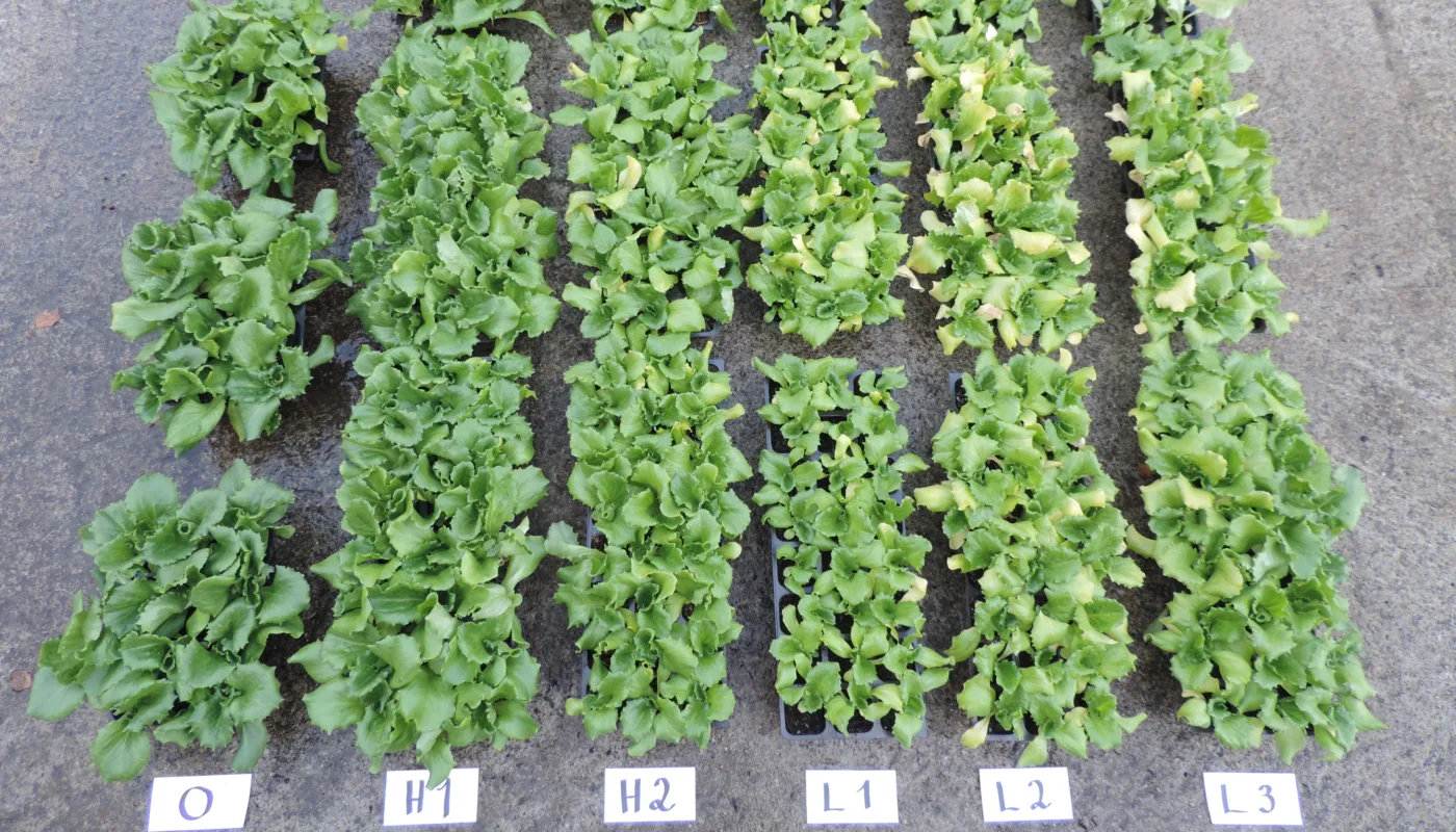 Torv forsøk På bildet sees salatplanter i et forsøk med torvfri såjord utført av Kirsty McKinnon. O er kontroll dyrket med et kommersiell torvbasert jord fra Klassmann-Deilman. H 1, 2, 3 er hestegjødsel kompostert over 1, 2 eller 3 år. L 1, 2, 3 er blader av bjørk og selje kompostert over 1, 2 eller 3 år. (Foto: Kirsty Mckinnon)