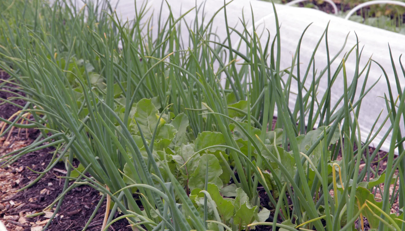 Grønnsaksdyring Foto Anita Land Det er stor risiko for utslipp av lystgass når det tilføres store mengder planterester som har et høyt innhold av nitrogen og karbohydrater som er lett tilgjengelig for organismene i jorda. Salat og hvitkløver er eksempler på vekster med mye lett nedbrytbart nitrogen, mens poteter, sukkerbeter og kålvekster inneholder mye lett nedbrytbare karbohydrater. (Foto: Anita Land)