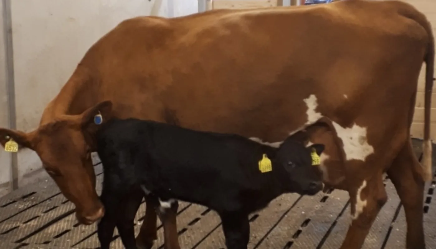 Smart Calf Care Ku og kalv i fellesarealet til SmartCalfCare under forsøket hos Senter for husdyrforsøk, Ås. (Foto: Julie Johnsen)