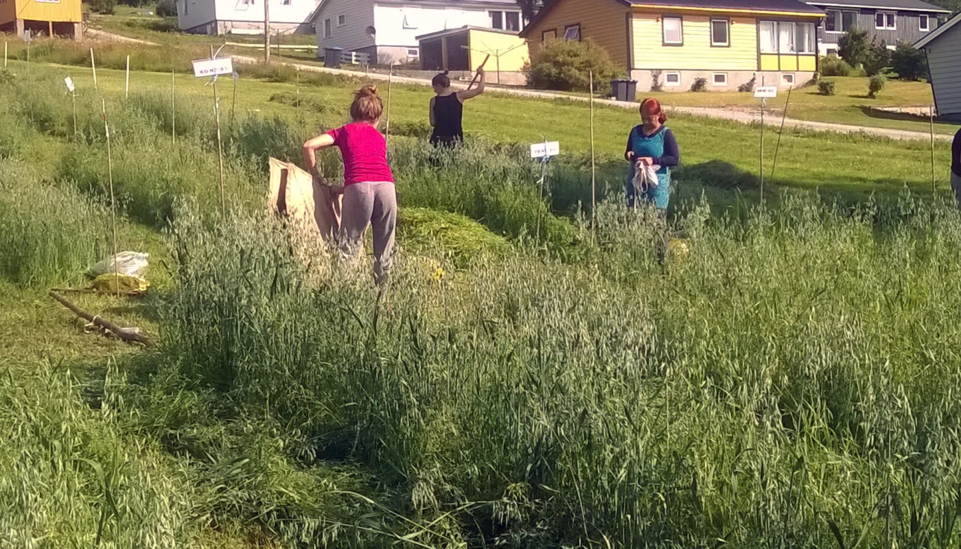 Høsting Av Korn Restor Foto Akl Høsting av forsøksfelt med havre gjødslet med fiskebein, algefiber eller hønsegjødsel, 31.juli 2019. (Foto: Anne-Kristin Løes)