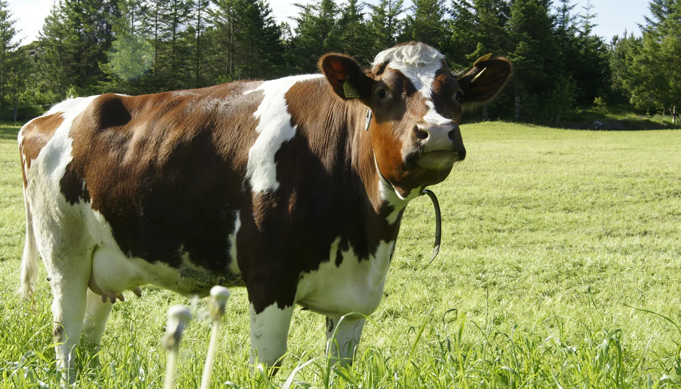 Ku Dsc4386 Ku Dsc4386