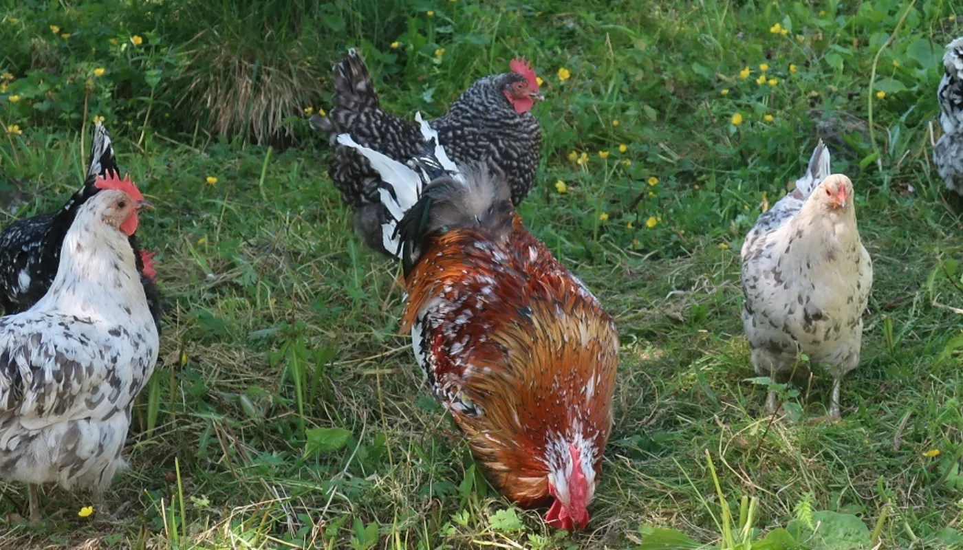 Høns På Uteområde Høns på uteområde. (Foto: Juni Rosann E. Johanssen)