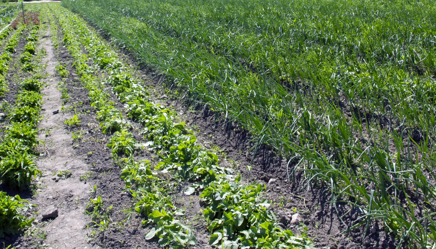 Økologisk Grønnsaksåker Foto Anita Land Økologisk grønnsaker på friland. (illustrasjonsfoto) (Foto: Anita Land)