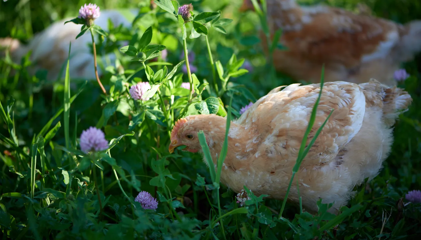 Kylling Ute Foto Steffen Adler Saktevoksende slaktekyllinger som er ute og spiser kløver i forsøket på Tingvoll gard (Foto: Steffen Adler)