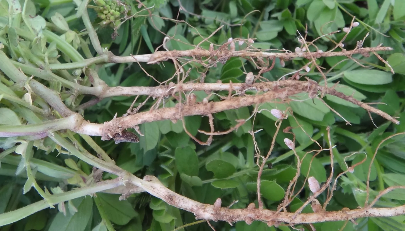 Vikke Med Aktive Knoller Vinter 2012 Vikke med aktive knoller. (Foto: Sissel Hansen)