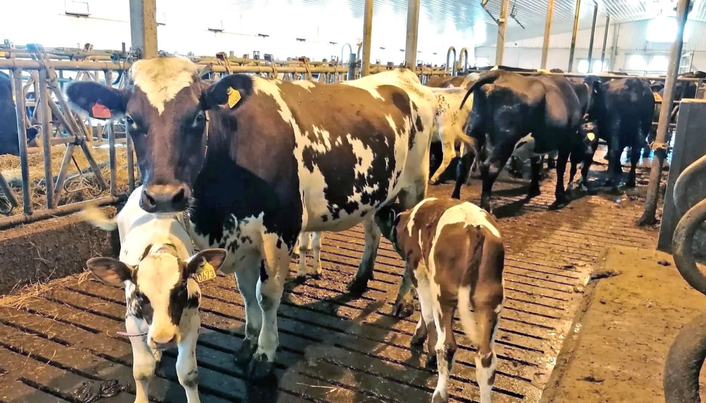 Digi Derm artikkelbilde Sykdom gir store plager: NORSØK skal lete etter metoder for å hindre spredningen av digital dermatitt og klauvspalteflegmone.