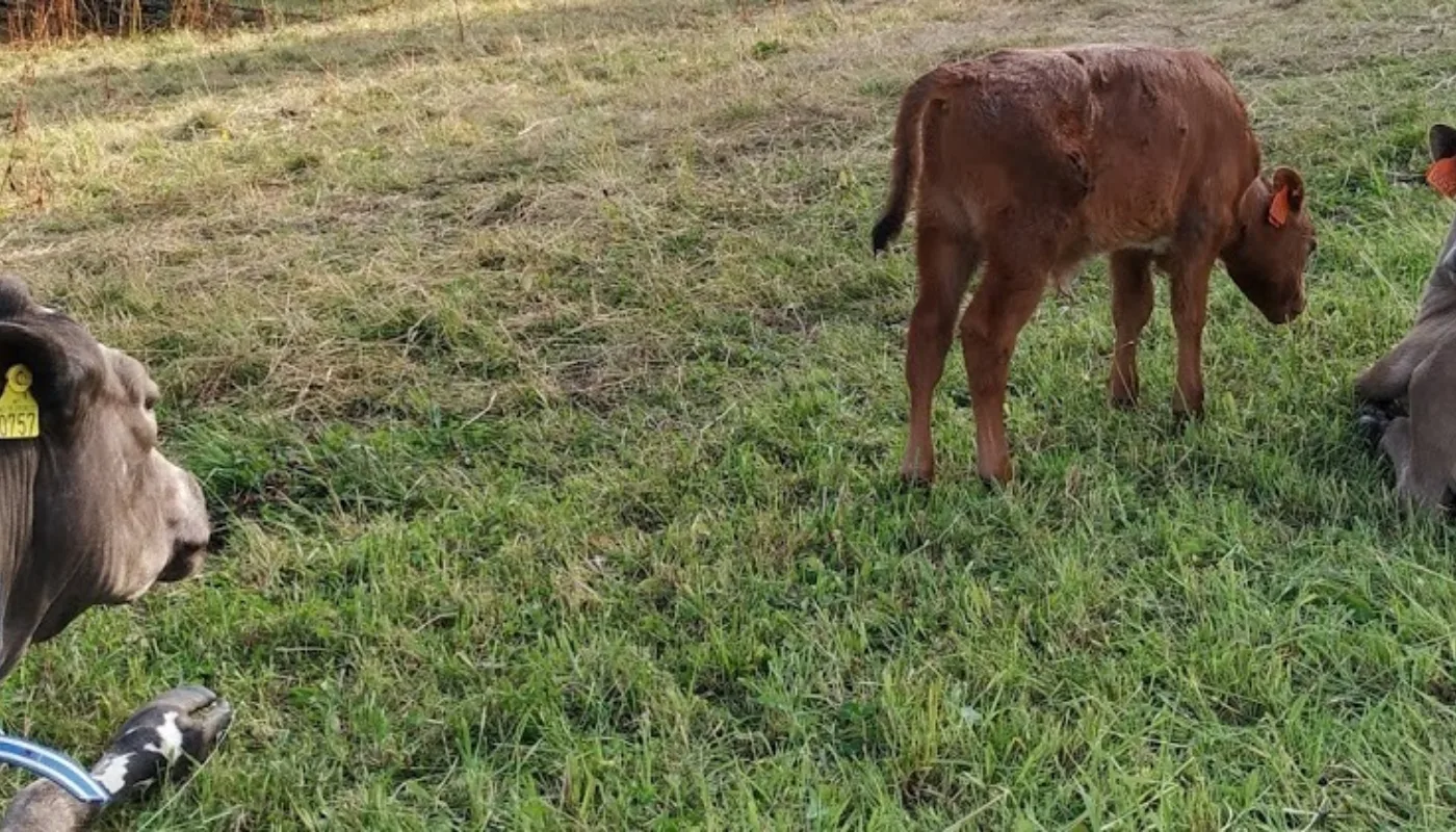 Mor Og Barn På Samme Beite Ku og kalv på samme beite (Foto: Juni Rosann E. Johanssen)