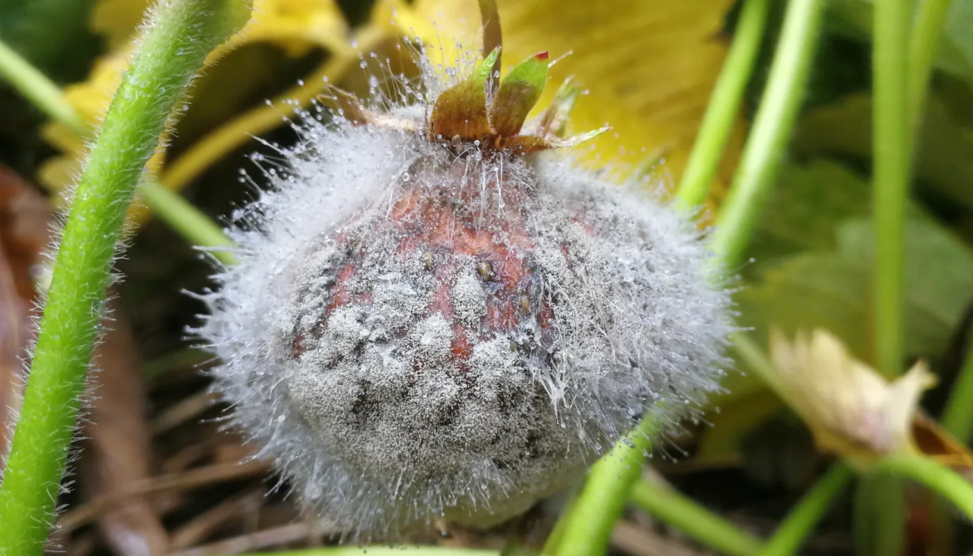 Gråskimmel På Jordbær Foto Atle Wibe Gråskimmel På Jordbær Foto Atle Wibe