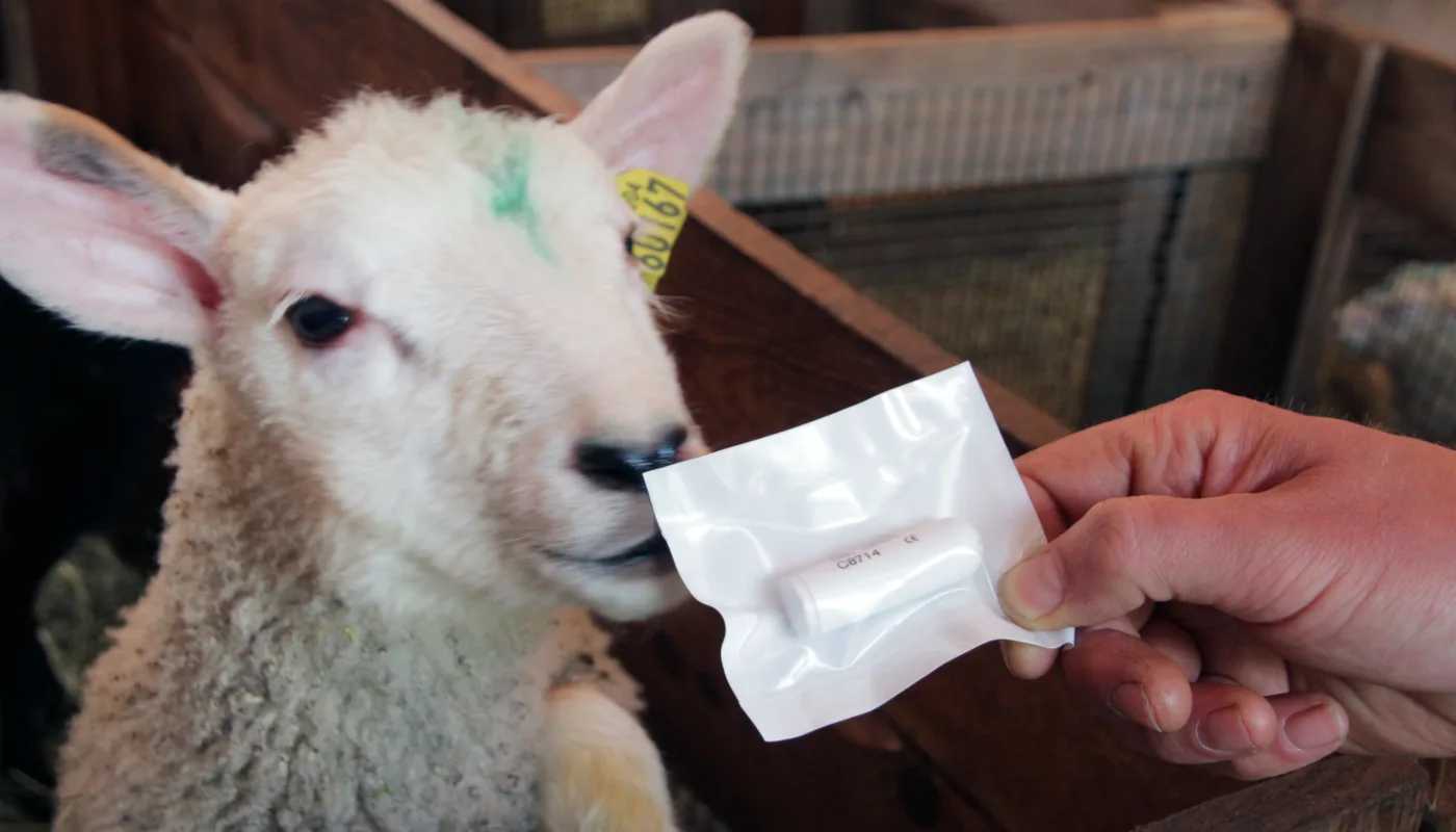 Img 0070 Sensorteknologi Foto A Land TEKNOLOGI: Svelgbar sensor for overvåking av dyrehelse (Foto: Anita Land)