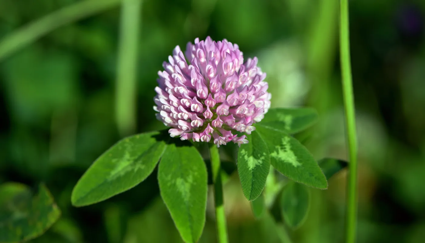 Kløver Kløver (Foto: Steffen Adler)