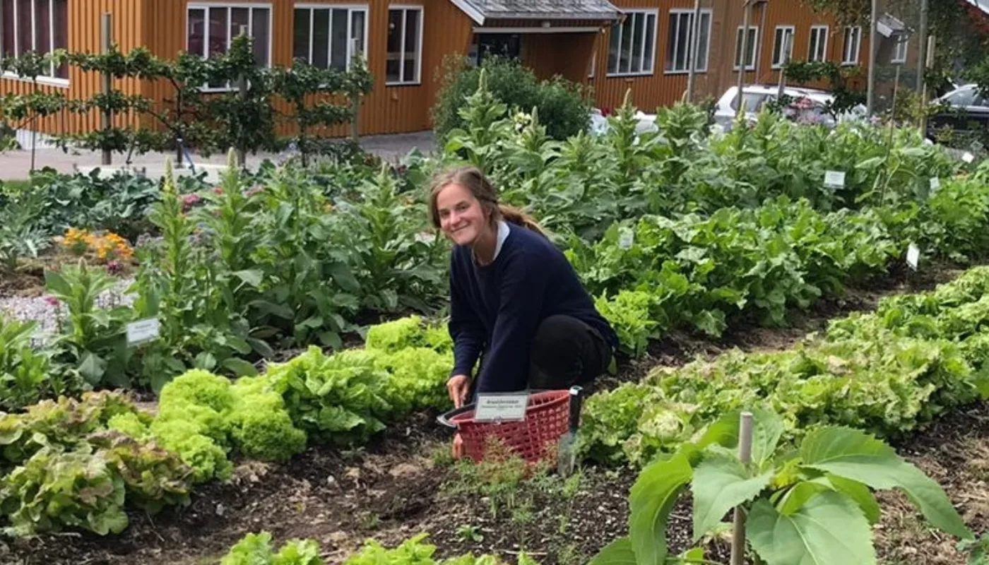 Sara i Stjernehagen Foto av Nartha Elshani Sara i Stjernehagen på Tingvoll gard (Foto: Nartha Elshani)