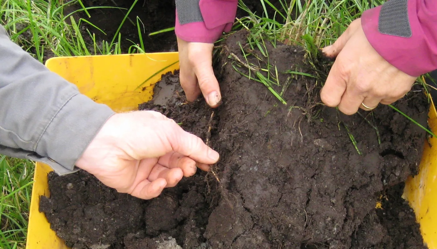 Marktelling Marktelling (Foto: Ane Harestad)