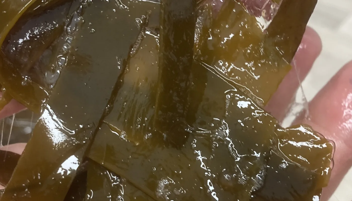 Seasoil heading Fersk stortare (Laminaria hyperborea) skiller ut slim etter oppkutting. (Foto: Anne-Kristin Løes)