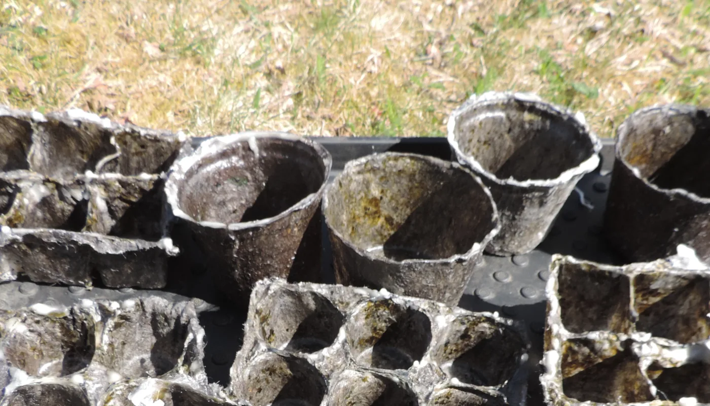 Heading woollypot Potter laget av ull og biologiske bindemidler prøves ut til oppal og produksjon av blomster (Foto: Kirsty McKinnon)