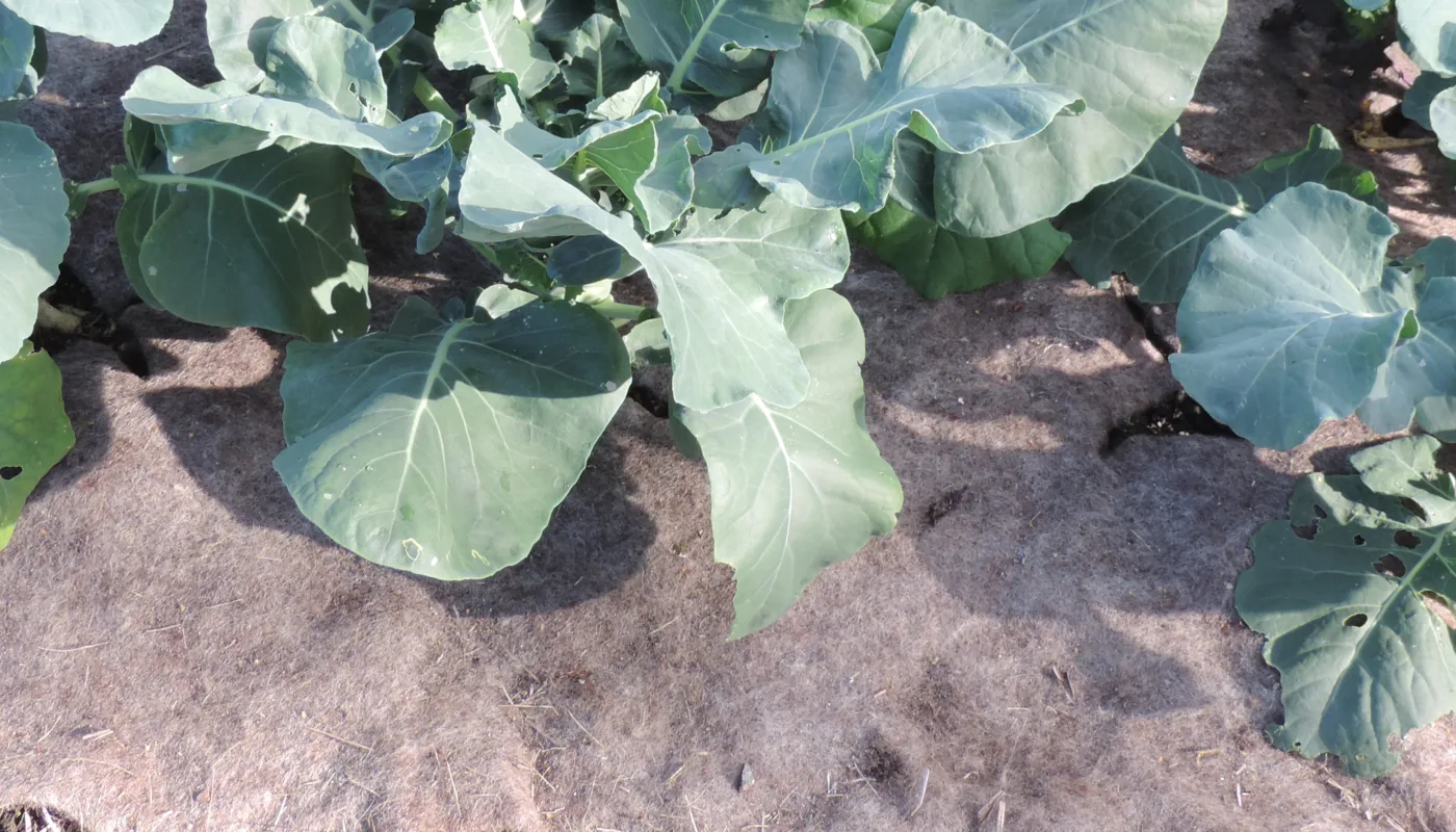 Heading Ulldekke Utprøving av filtet ullduk som jorddekke i grønnsaksfelt (Foto: Kirsty McKinnon)