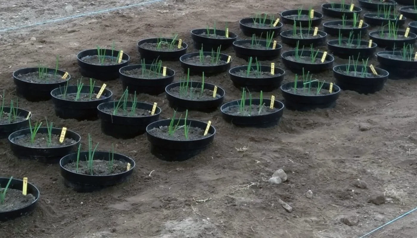 Hovedbilde Pottene etter planting av purre 24.5.2019 (Foto: Ishita Ahuja)