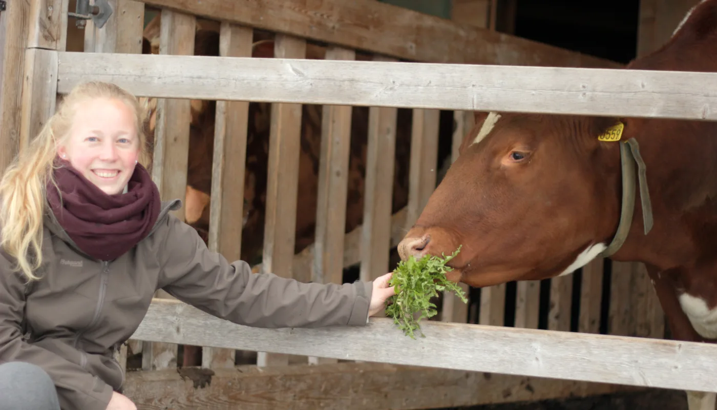 Rosann Med Ku Rosann Johanssen i fjøset på Tingvoll Gard (Foto: Vegard Botterli)